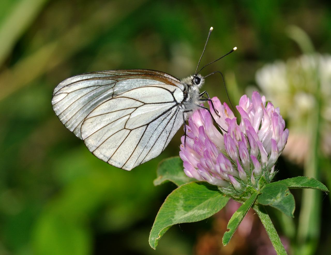 Conferma per Aporia crataegi